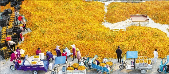 三门：果农收橘忙