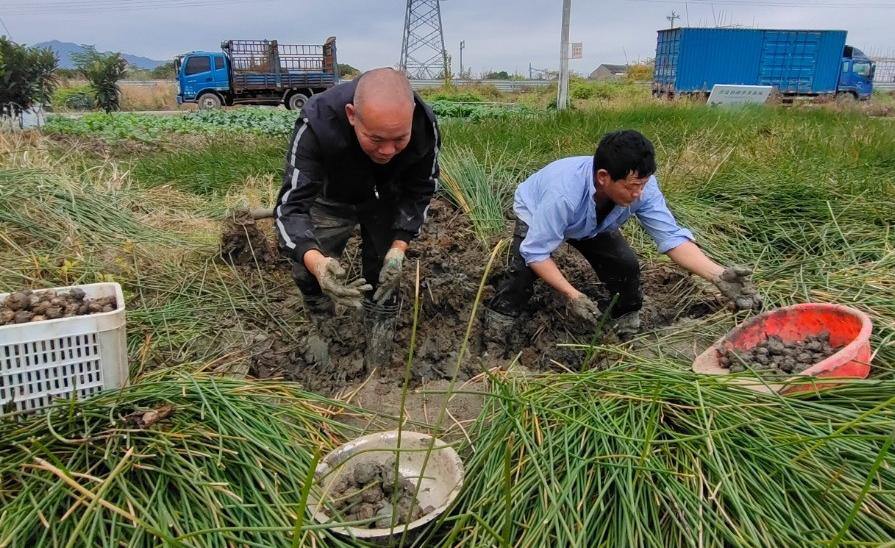小特产→大产业！听，丰年笑语中的台州共富故事