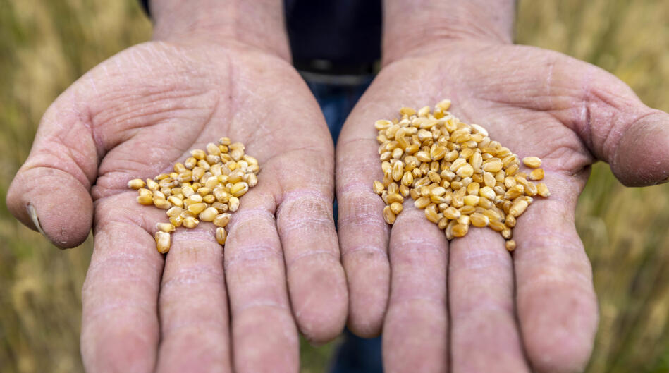台州玉环海水麦试种成功 最高亩产820斤