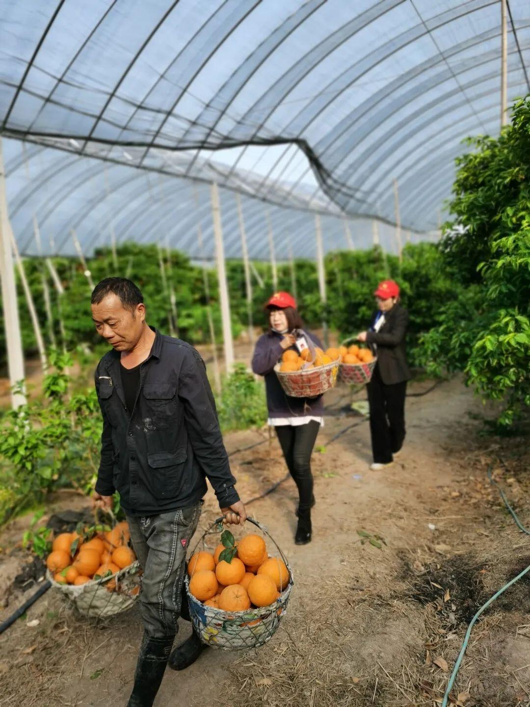 30万斤高橙滞销 他们6天帮着卖出40000多斤-台州频道