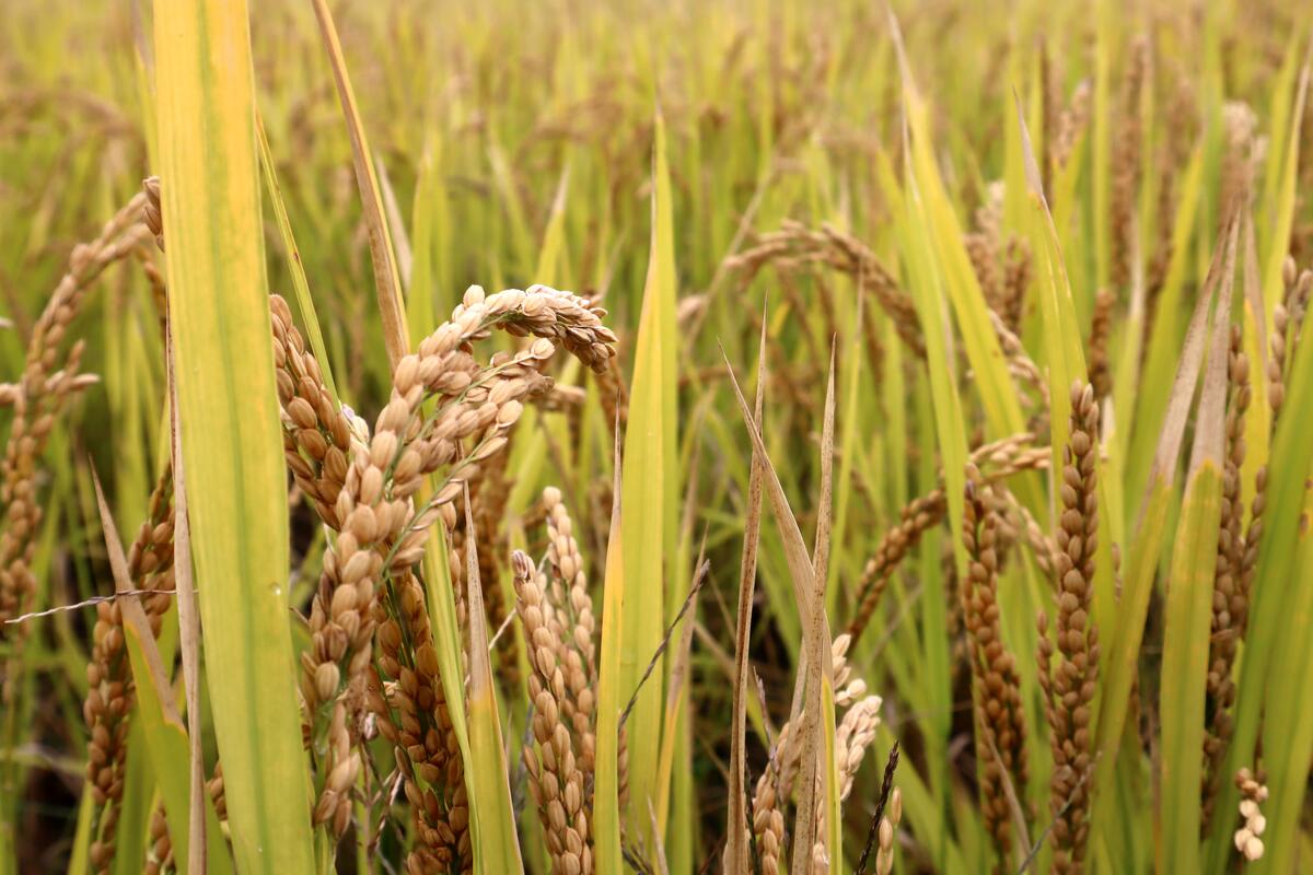 黄岩北洋132亩有机大米丰收 生态种植销路好-台州频道