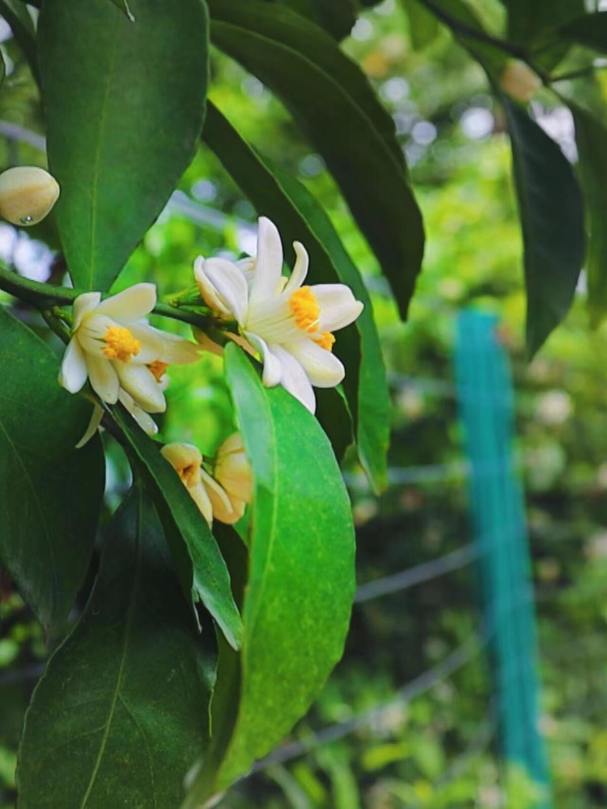 “蜜橘之乡”黄岩:橘花盛开惹人醉-台州频道