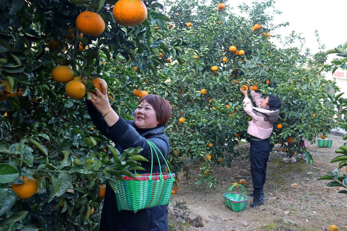 高橙飘香庆丰年,温岭“黄金果”铺就高山农旅融合生态致富路-台州频道